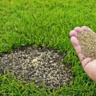 Piękny trawnik jak okiem sięgnąć! Najlepsze sposoby na ubytki w trawie po zimie